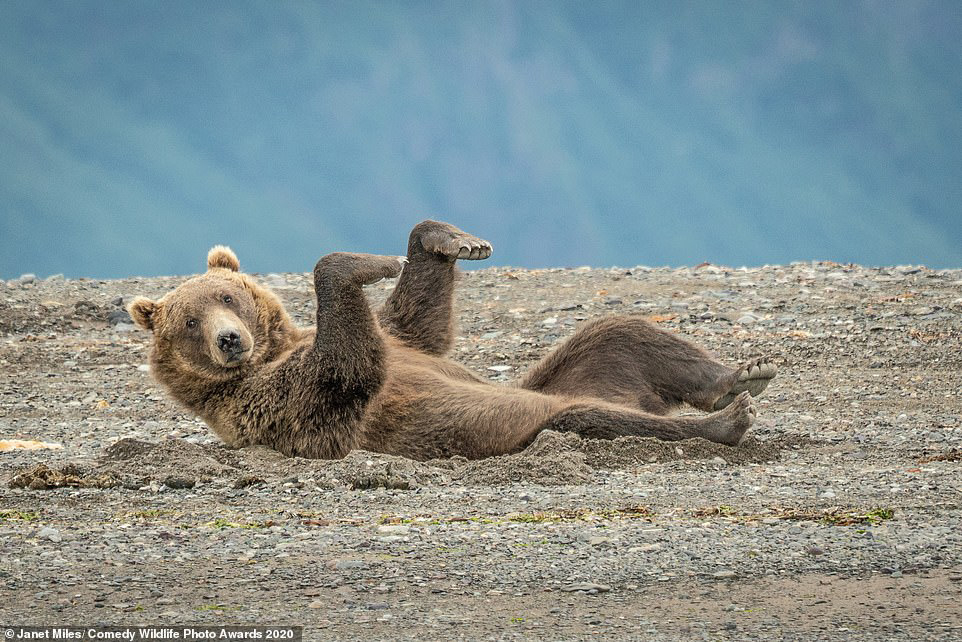  알래스카 황야에 회색곰이 누워 두발을 허공에 들어 춤추는 듯한 모습을 보이고 있다. [ 사진 Comedy Wildlife Photography Awards 2020]