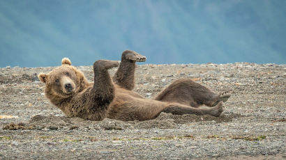 [서소문사진관] 춤추는 회색곰, 권투하는 사자들... 미소를 부르는 '코미디 야생 사진상' 작품들