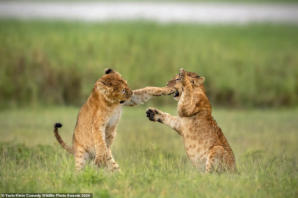  한 쌍의 사자 새끼가 탄자니아의 사바나 평원에서 권투를 하듯 놀고 있다. [사진 Comedy Wildlife Photography Awards 2020]