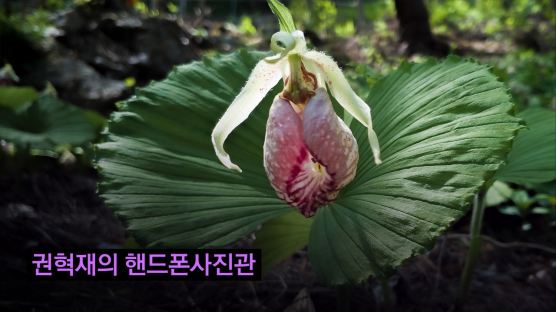 [권혁재 핸드폰사진관] '꽃 중의 꽃' 광릉요강꽃을 만나다