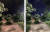 왼쪽이 아이폰SE로 촬영한 공원의 야경 사진. 아이폰11프로로 찍은 사진이 나뭇잎, 밝기 측면에서 더 생동감있게 주변 환경을 전달한다. 김영민 기자
