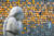 19일 오후 경기도 광주시 퇴촌면 나눔의 집 추모공원에 할머니들의 아픔을 표현한 작품 뒤로 시민들의 글귀가 적힌 노란 나비가 보이고 있다. 뉴스1