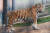백두산 호랑이 ‘두만’. 사진 백두대간수목원 