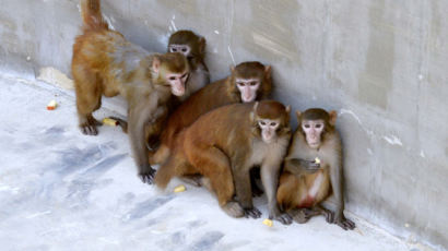 원숭이 대상 코로나 면역력 실험 성공…"백신개발 희망적"