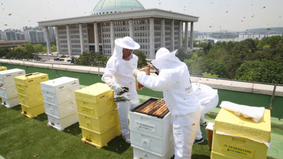국회서 꿀벌 90만마리 산다…수확한 꿀 코로나 의료진 등에