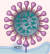 코로나19 바이러스는 세계보건기구 분류에 따라 S, V, G 세 가지 그룹으로 분류한다. S그룹은 주로 코로나19의 초기 해외유입 사례와 우한교민 등에서 분리된 바이러스에서 많이 발견됐고 신천지 대구교회, 청도 대남병원 등에서 분리된 바이러스는 V그룹에 속한다. 미국·유럽 등의 해외입국자와 이태원 클럽 관련된 확진자에서 분류된 바이러스가 G그룹에 속한다. [중앙포토]