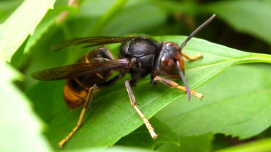 꿀벌 씨 말리는 ‘등검은말벌’ 천적 학계 첫 확인…멸종위기종 ‘담비’