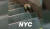 미국 뉴욕에서 발견된 쥐. 맥도날드의 에그머핀을 물고 계단을 내려가는 모습이 지난 3월 트위터를 통해 공개돼 화제가 됐다. [트위터]