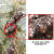 담비 분변 내에서 발견된 등검은말벌. 국립수목원