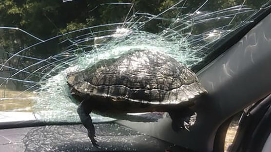 고속도로 주행중에 날벼락···앞유리에 거북이 날아와 박혔다