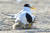 경북 포항시 북구 흥해읍 해안가 둥지에서 쇠제비갈매가 부화한 어린 쇠제비갈매기들을 품고 있다. 뉴스1