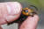 미국의 한 연구자가 죽은 장수말벌을 손에 들고 있다. AP=연합뉴스
