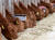 28일 전남 장흥군의 한 축산농가에서 소들이 사료를 먹고 있다. 장흥 우시장은 최근 소 1마리당 경매가가 800만원을 웃돌고 있다. 장흥-프리랜서 장정필
