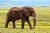 아프리카 코끼리는 암수 모두 긴 엄니를 가지고 있다. [사진 Pixabay]