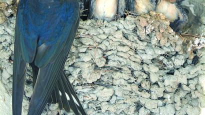 [사진] 처마에 둥지 튼 제비가족