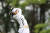 지난달 24일 열린 현대카드 슈퍼매치에 나선 고진영. 그는 4일 시작하는 KLPGA 투어 롯데 칸타타 여자오픈을 통해 올해 첫 공식 대회에 나선다. [사진 현대카드]
