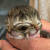두 얼굴을 가진 야누스 고양이 비스킷과 그래비. 사진 비스킷과 그래비 페이스북
