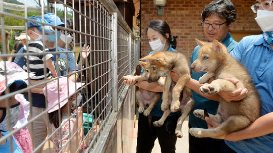 대전 동물원(오월드), 한국늑대 새끼 6마리 오는 6일 공개