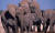 아프리카코끼리 가족. 코끼리는 가모장을 중심으로 모계사회를 이룬다. ©Martin Harvey [WWF]