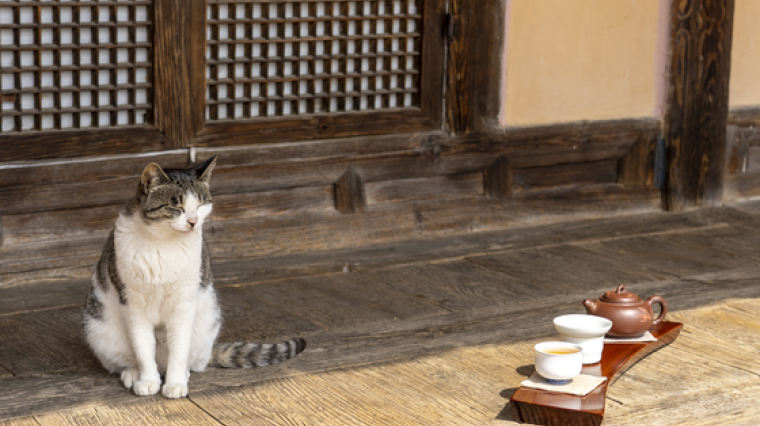 고양이 사는 툇마루서 차 한잔···인스타 ‘사진 맛집’ 뜨는 옛집