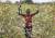 사막 메뚜기떼에 둘러쌓인 케냐 소년. 이 메뚜기떼는 하루에 사람 3만5천 명이 먹을 수 있는 식량을 먹어 치운다. [AP=연합뉴스]