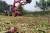 지난달 26일 충남 태안군 소원면 법산리의 한 농가에서 마늘 산지폐기가 이뤄지고 있다. [사진 태안군]