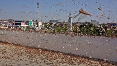 인도 도심도 점령한 메뚜기떼 “알 20개, 1년만에 10만마리로”