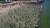 2018년 7월 강원 속초시 장사항에서 열린 오징어 맨손 잡기 축제에 참가한 피서객들이 바다에 뛰어들어 물속에 풀어놓은 오징어를 잡고 있는 모습. 연합뉴스