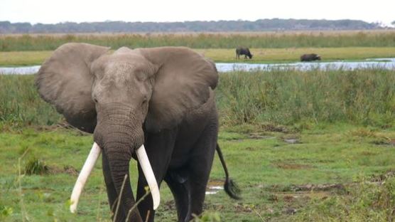 [더오래]밀림 코끼리가 하루 2만보 걷는 이유