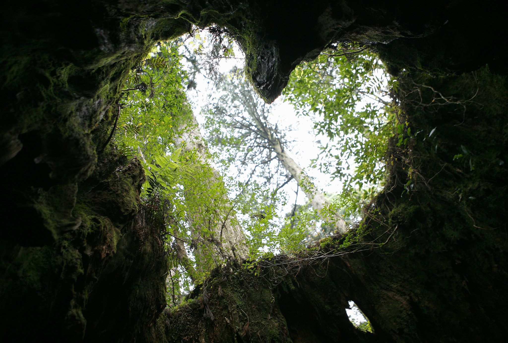 [한 컷 세계여행] 3000살 삼나무가 하늘에 낸 녹색 하트