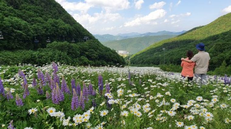 겨울엔 흰눈, 여름엔 흰꽃… 해발 1300m 산에 들인 인공 낙원