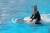 벨루가(흰고래)의 등에 직접 타는 돌고래 타기 프로그램 홍보 사진. 사진 거제 씨월드 홈페이지 캡처
