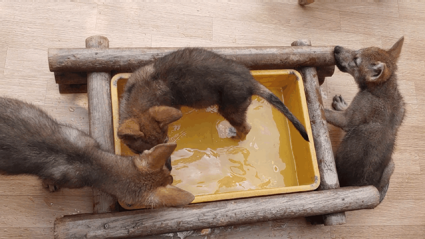 대전 오월드 어린이동물원의 새끼늑대들이 물장구를 치고 있다. 김정연 기자