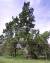 천연기념물 제194호 창덕궁 향나무. 나무의 나이는 약 700년 정도로 추정하고 있다. [사진 문화재청]