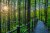 아름다운 메타세콰이아 숲과 전망 좋은 봉수대를 갖춘 서대문 안산. [사진 서울관광재단]
