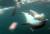  국립수산과학원은 지난 11일 제주시 구좌읍 연안에서 남방큰돌고래 생태를 관찰하던 중 어미 돌고래가 죽은 새끼를 등에 업고 다니는 안타까운 모습을 포착했다고 26일 밝혔다. [사진 국립수산과학원]