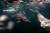 국립수산과학원은 지난 11일 제주시 구좌읍 연안에서 남방큰돌고래 생태를 관찰하던 중 어미 돌고래가 죽은 새끼를 등에 업고 다니는 안타까운 모습을 포착했다고 26일 밝혔다. 유영 중 새끼가 멀어지자 어미가 다가가고 있다. [사진 국립수산과학원]