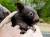 호주 웜뱃. Wombat Care Bundanoon