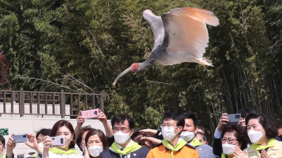 창녕 우포 따오기 자연방사 순항 중…올해 40마리 또 방사