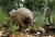 중국에서 전통의학 약재와 식용으로 사용해온 천산갑. 중국은 최근 천갑산의 멸종위기종 등급을 높이고 식용을 금지했다. [AP=연합뉴스]