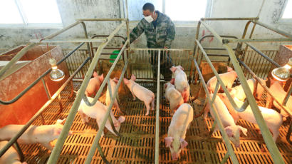병든 돼지가 인간 전염시킨다, 中신종 바이러스 팬데믹 경고