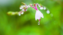 [한 컷] 빗방울 품은 나비바늘 꽃