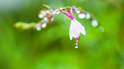 [한 컷] 빗방울 품은 나비바늘 꽃