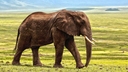 아프리카 코끼리 350마리 의문의 떼죽음, 코로나 가능성 제기