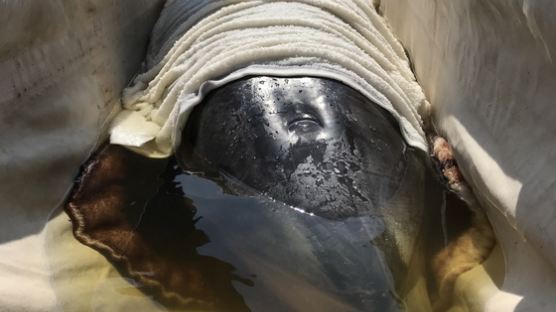 제주 앞바다 3년의 기다림…남방큰돌고래 금등·대포 실종사건