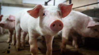 코로나, 돼지 피부서 최대 2주간 생존···"날고기 감염 위험"
