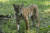 세계 최초로 코로나19에 감염된 뉴욕 브롱크스 동물원의 말레이시아 호랑이 '나디아'. [사진 브롱크스 동물원]
