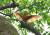 지난달 계룡산 국립공원에서 포착된 호반새가 날개를 펴는 모습. 부리부터 발끝까지 모두 붉은색인 호반새는 '불새' 라고도 불린다. 자료 국립공원공단