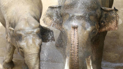 코끼리 도리질, 침팬지 머리받기 "힘들다"…대구 동물원 옮기는 이유보니
