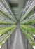담배과 식물을 재배하는 바이오앱의 밀폐형 식물공장 내부. [사진 한미사이언스] 